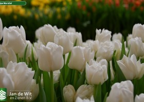 Tulipa Mondial ® (3)